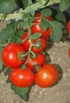 Seminte Tomate profesionale - Seminte Tomate